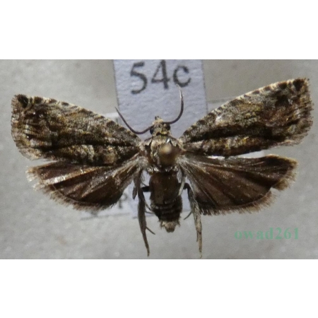 Cydia fagiglandana (Zeller, 1841) Pachówka bukwióweczka Czech54c